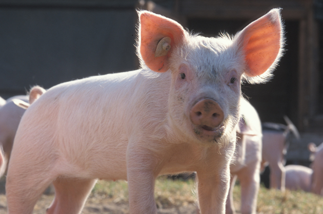 Schwein
