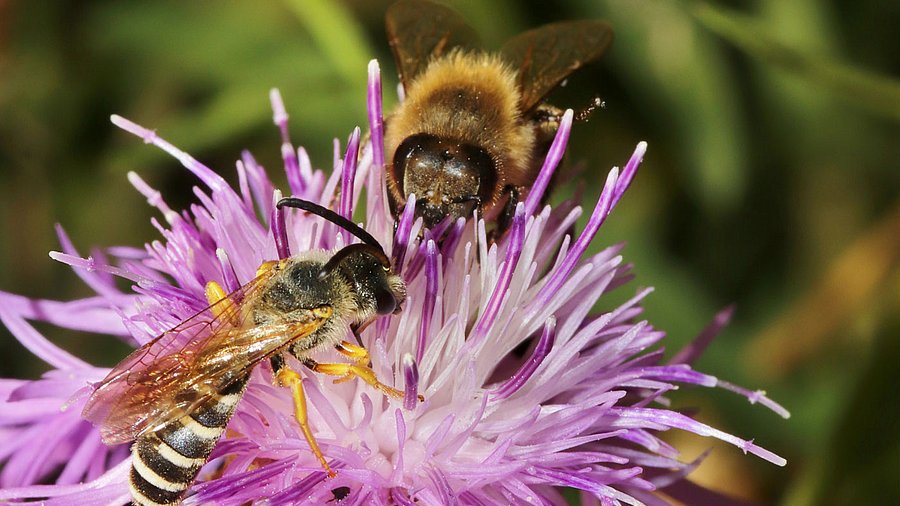 Zwei Bienen auf einer Blüte.