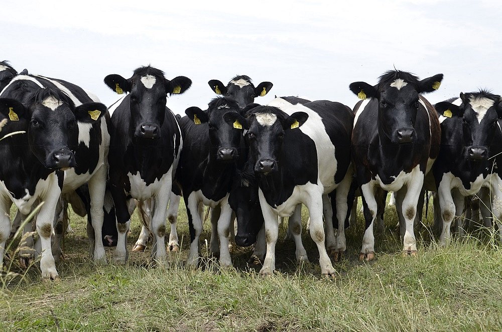 Zweinutzungsrasse Deutsches Schwarzbuntes Niederungsrind (DSN) auf der Weide