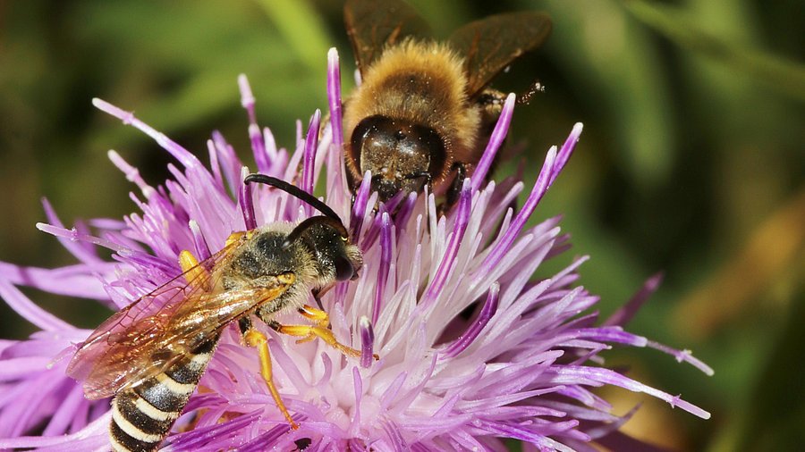 Zwei Bienen auf einer violetten Blüte.