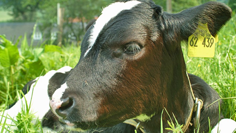 Kalb liegt auf der Wiese