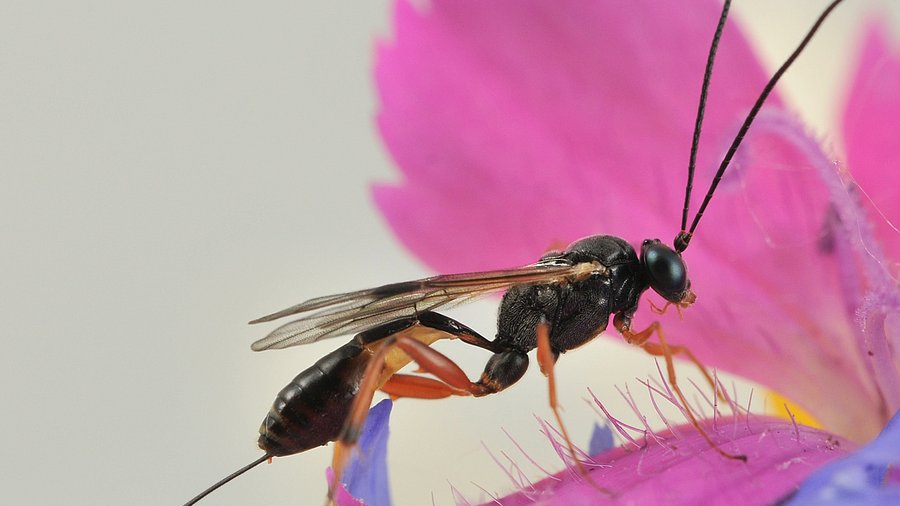 Schlupfwespe auf einer Blüte