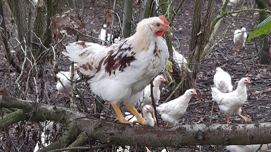 Bruderhähne im Auslauf