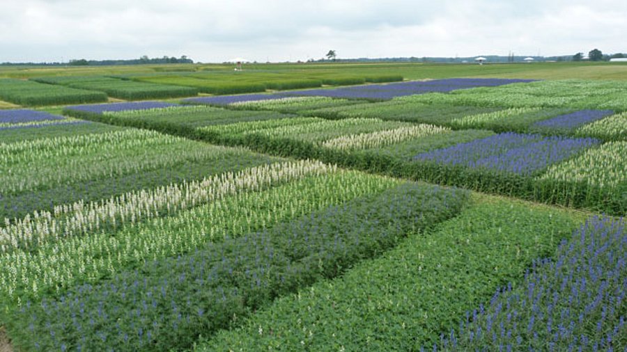 Versuchsparzellen auf einem Feld