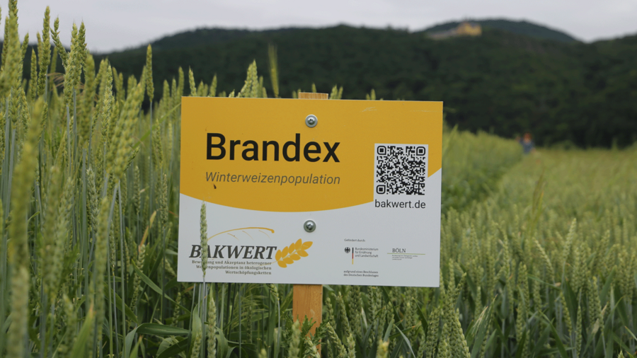 Bakwert. Hinweisschild steht in einem Getreidefeld